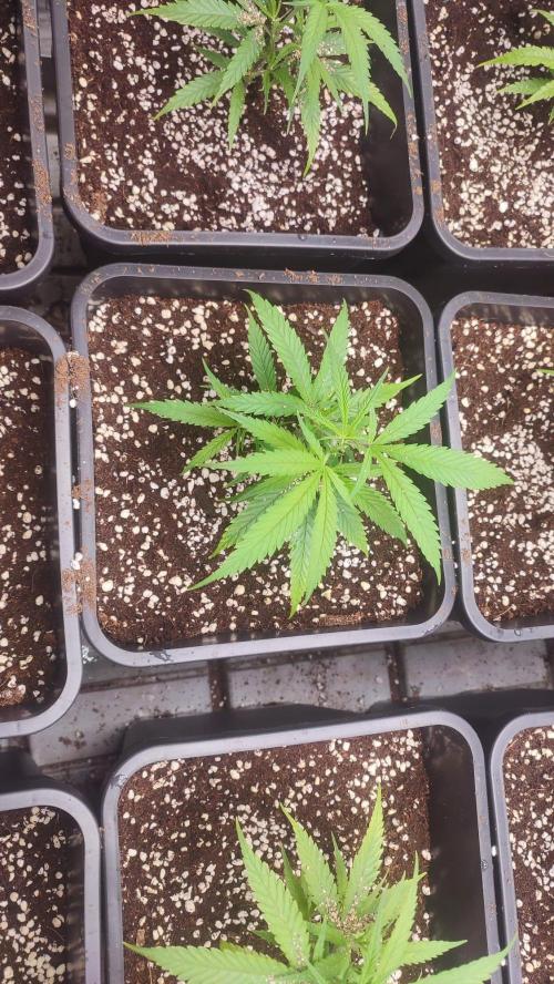 cheetos,2026. Week 2