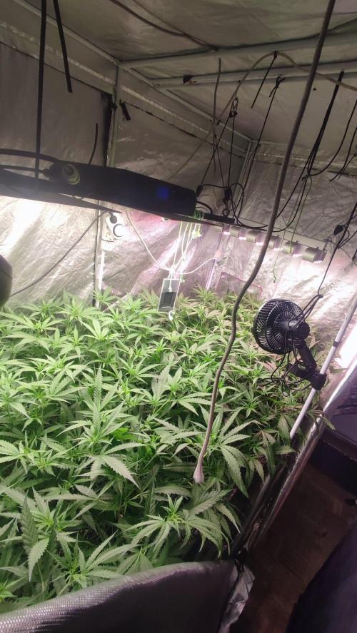 cheetos,2026. Week 4