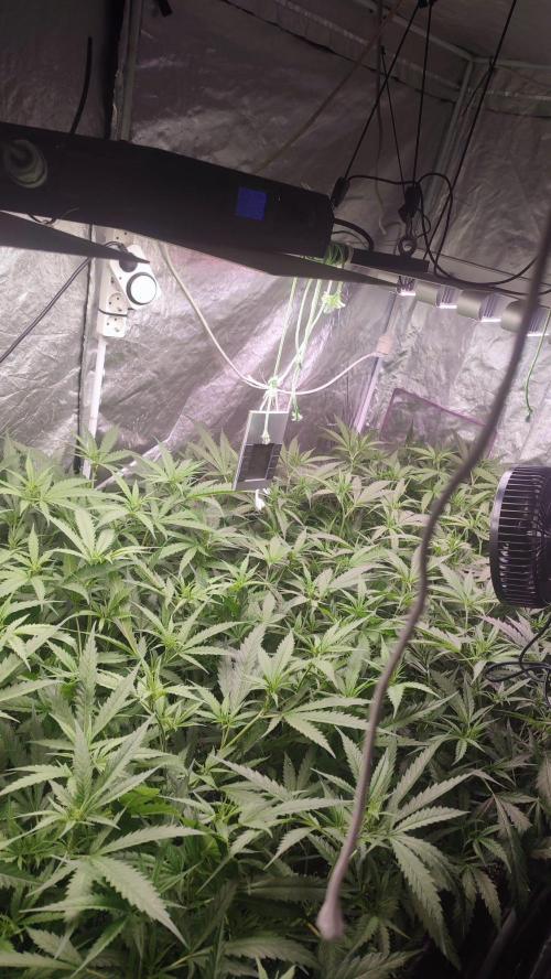 cheetos,2026. Week 4