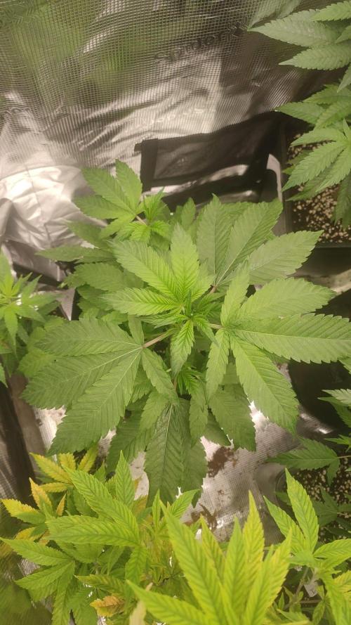 ARMARIO PEQUEÑO. Week 4 - SUGAR BOOM PUNCH