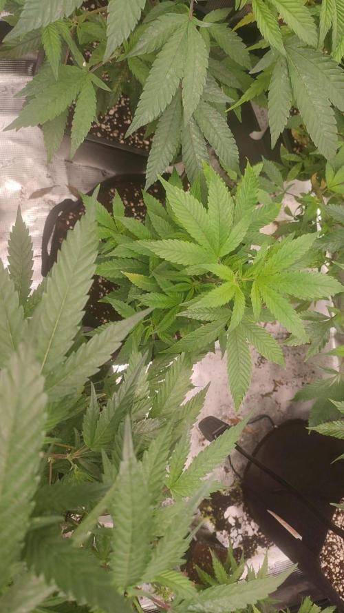 ARMARIO PEQUEÑO. Week 4 - HONEY MELON HAZE