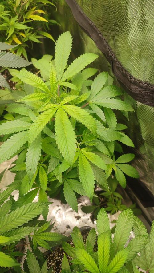 ARMARIO PEQUEÑO. Week 5