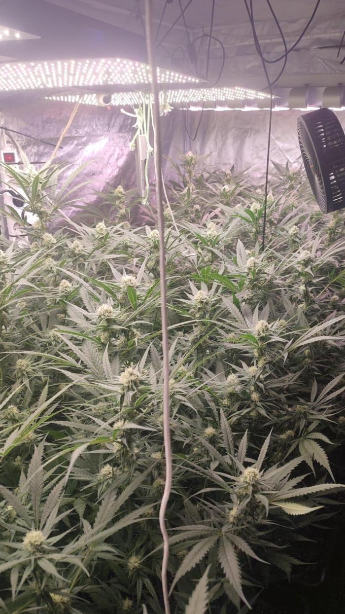 cheetos,2026. Week 8