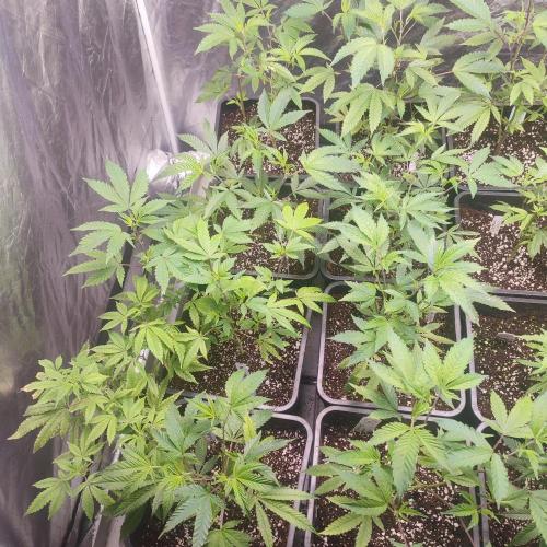 Varios. Week 1 - wedding cake