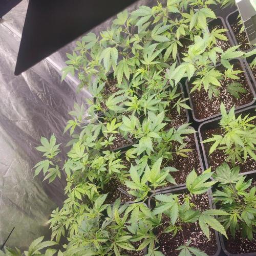 Varios. Week 1 - blueberry cupcake y honey melon haze de fondo