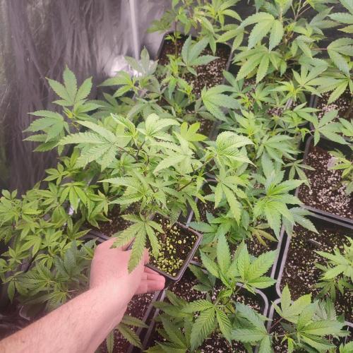 Varios. Week 1 - honey melon haze