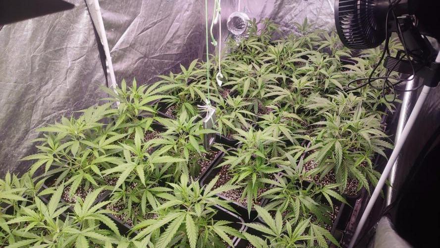 cheetos,2026. Week 3