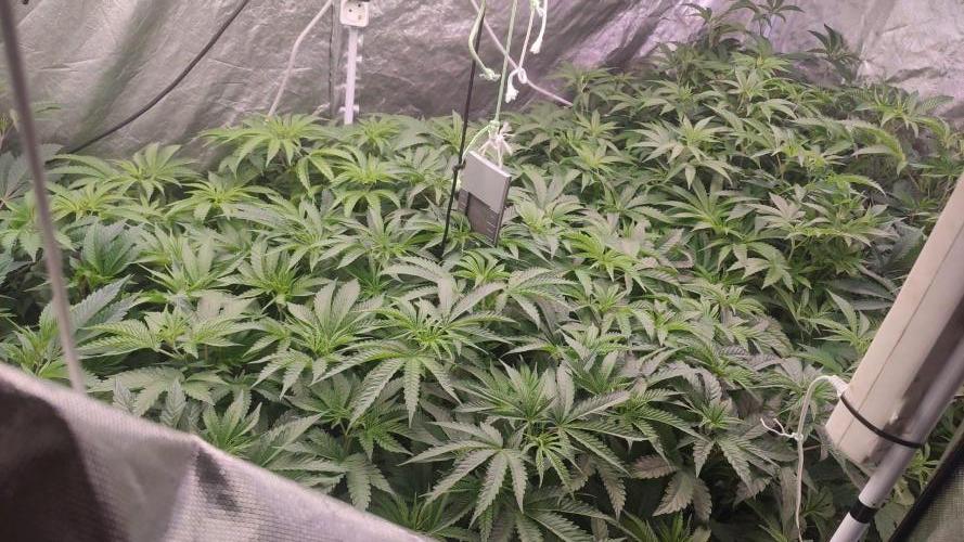 2025-primera cosecha. Week 4