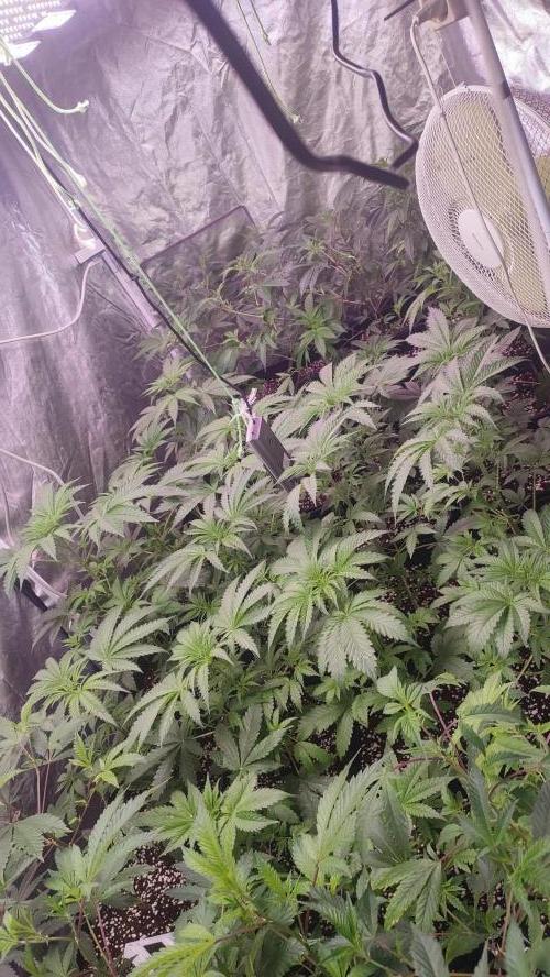 2025-primera cosecha. Week 4