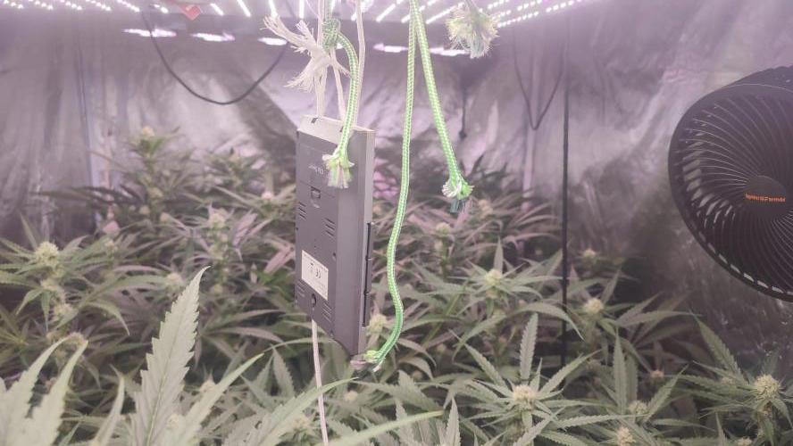 cheetos,2026. Week 7