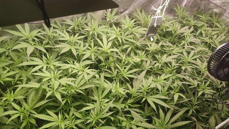 cheetos,2026. Week 4