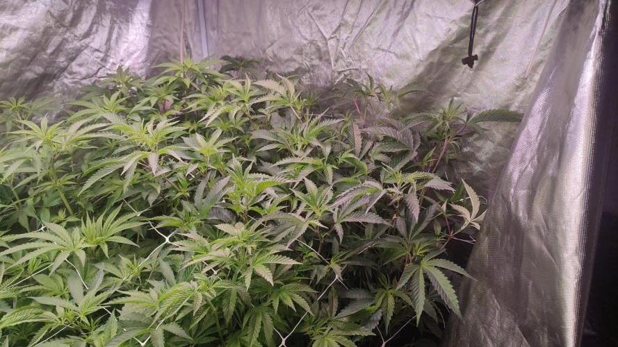 2025-primera cosecha. Week 5 - brithday cake