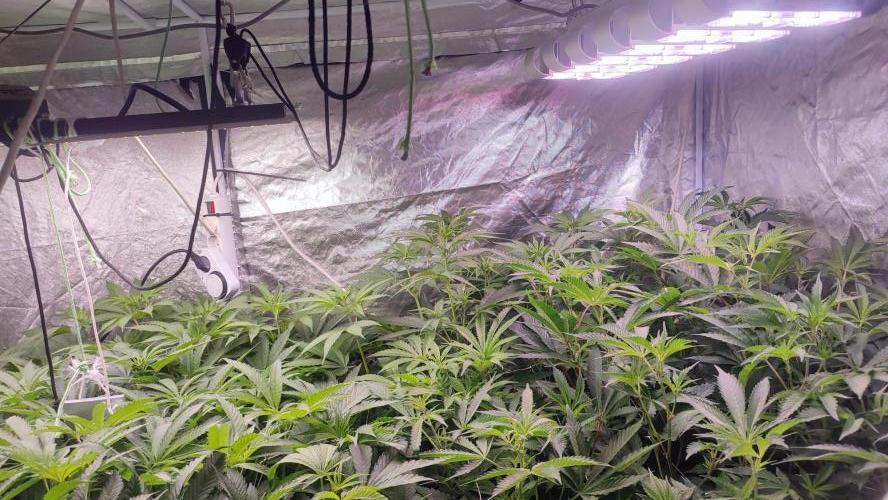 2025-primera cosecha. Week 5