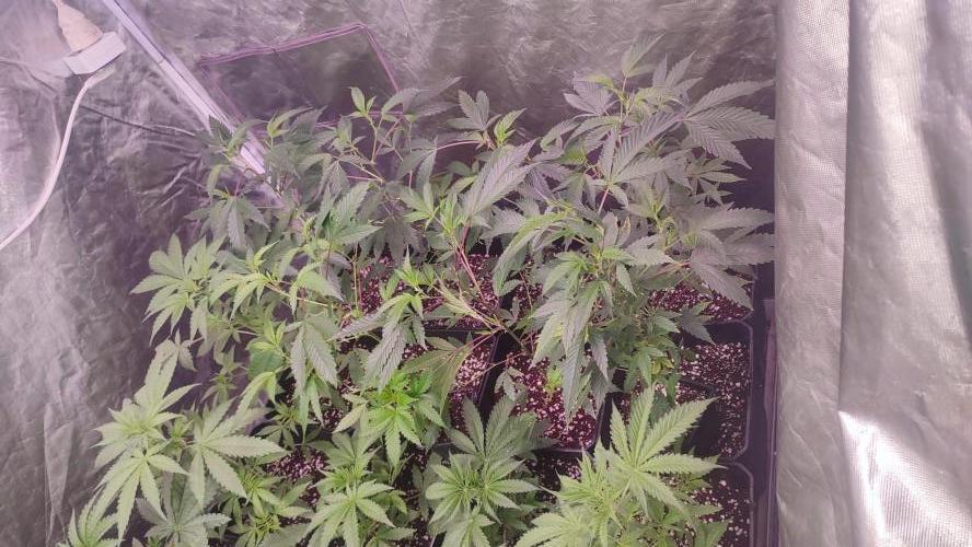 2025-primera cosecha. Week 4