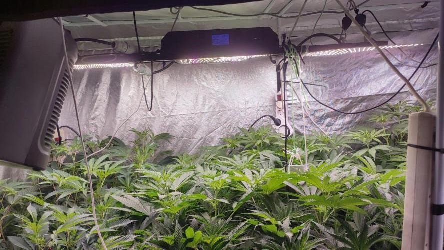 2025-primera cosecha. Week 5