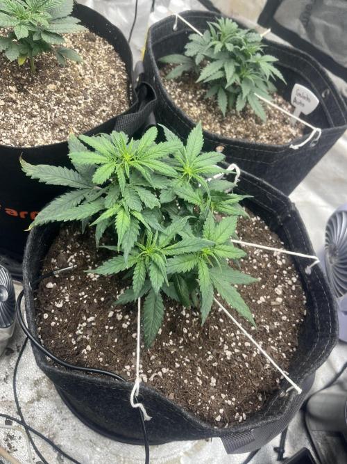 BlackBerry auto,pinkgorilla. Week 1 - BlackBerry auto