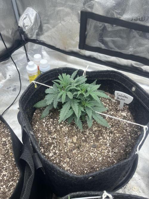 BlackBerry auto,pinkgorilla. Week 1 - Gelato auto