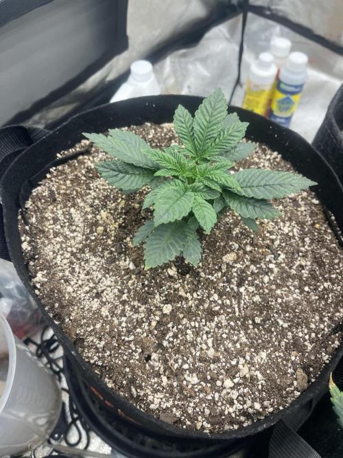 BlackBerry auto,pinkgorilla. Week 1 - Pink Gorilla