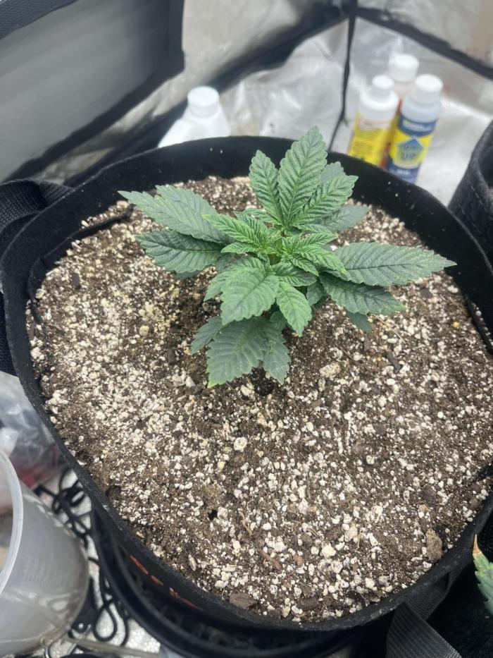 BlackBerry auto,pinkgorilla. Week 4