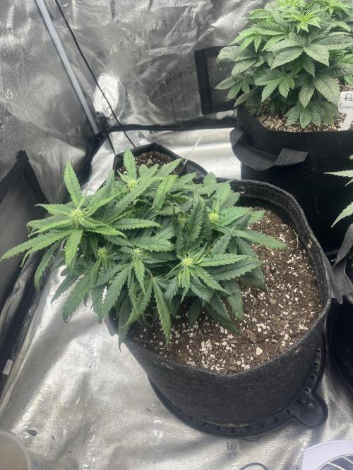 BlackBerry auto,pinkgorilla. Week 2 - BlackBerry auto