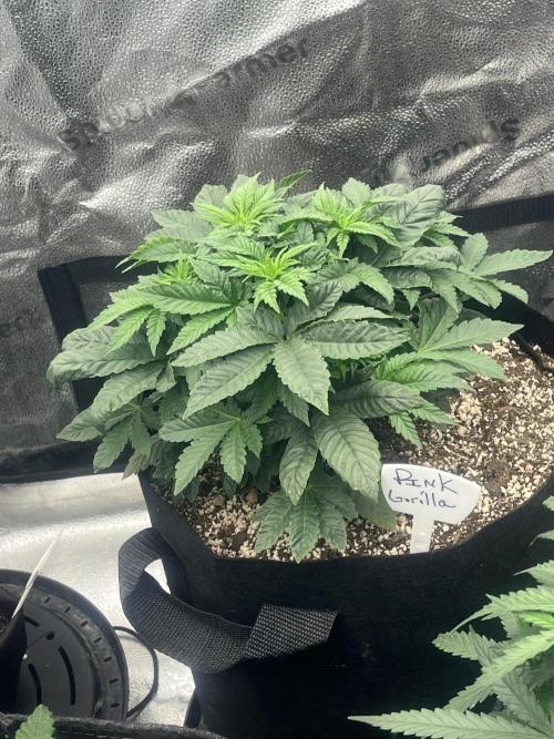 BlackBerry auto,pinkgorilla. Week 2 - Pink gorilla