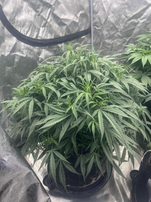 BlackBerry auto,pinkgorilla. Week 3 - Gelato auto