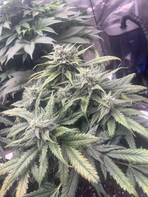 BlackBerry auto,pinkgorilla. Week 3 - BlackBerry auto 