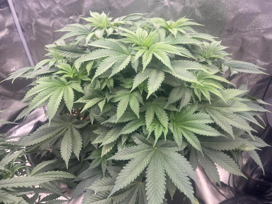 BlackBerry auto,pinkgorilla. Week 6 - Pink gorilla