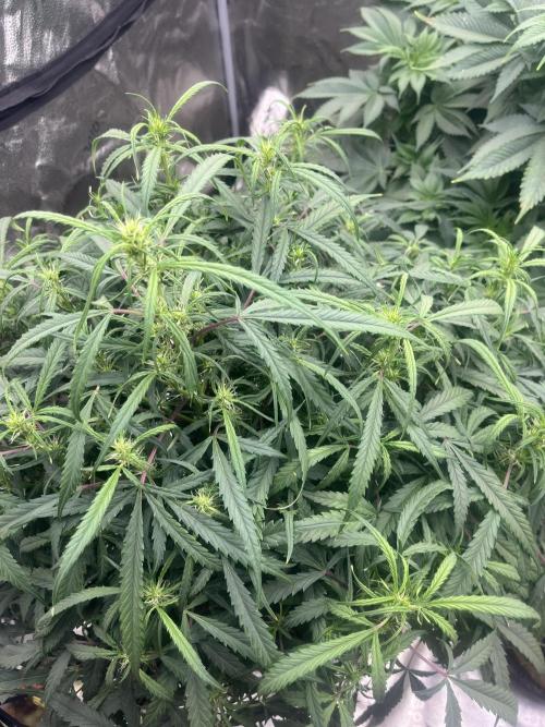 BlackBerry auto,pinkgorilla. Week 7 - Gelato auto