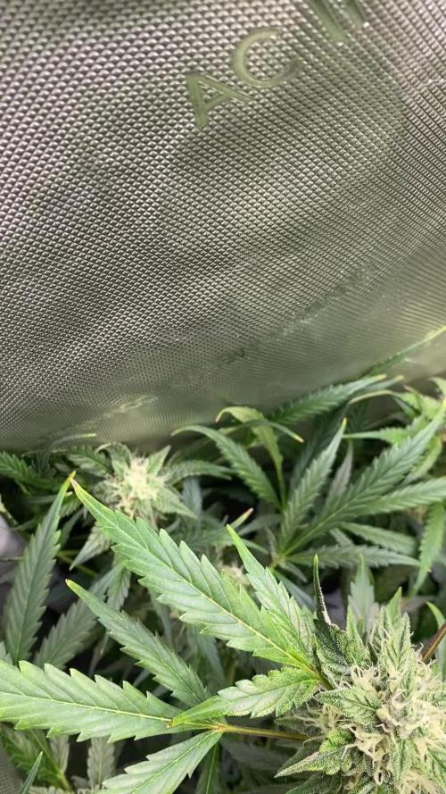Fast Buds - 🤵👰🧀🍰
