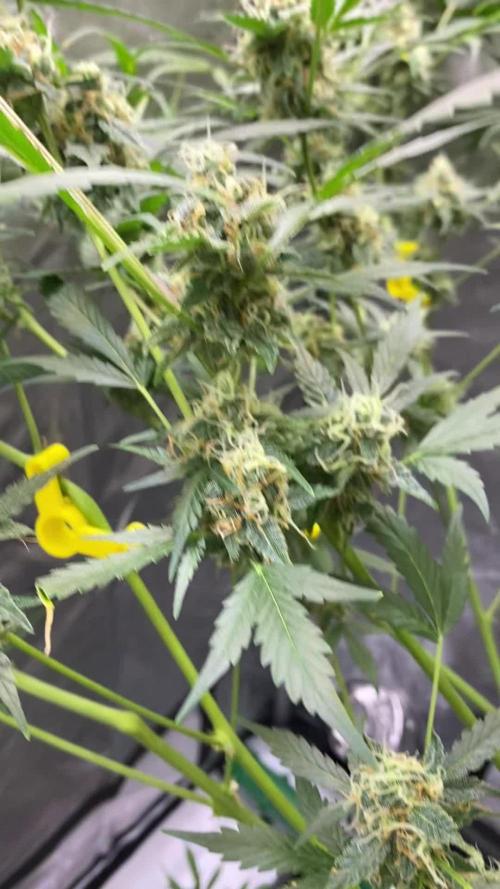 Fast Buds - 🤵👰🧀🍰
