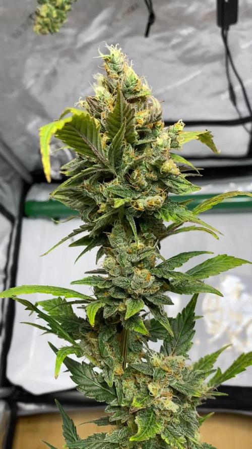 Fast Buds - 🤵👰🧀🍰