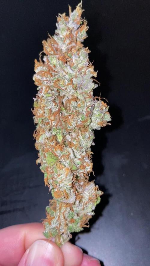 Fast Buds - 🤵👰🧀🍰