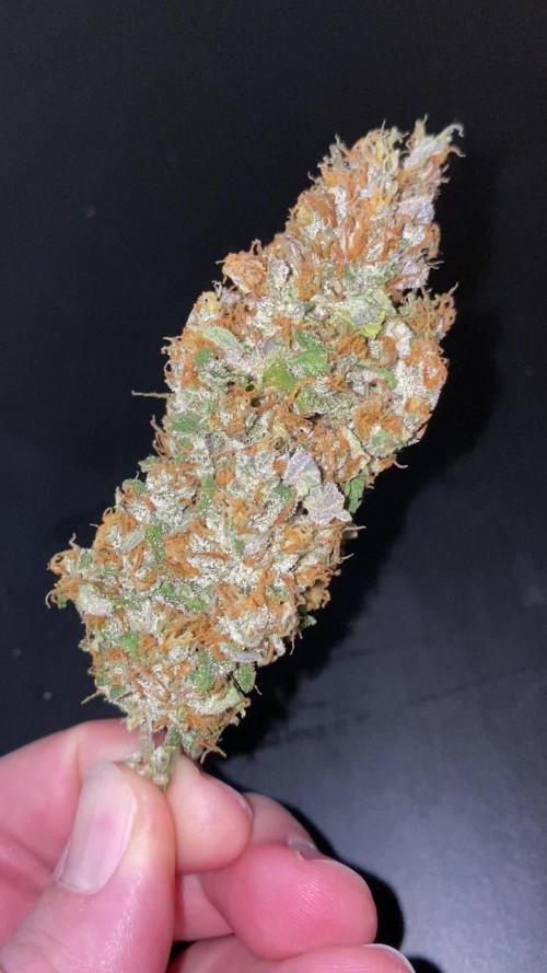 Fast Buds - 🤵👰🧀🍰