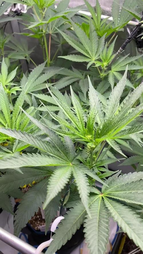 GrowDome Pink Cookies & Jungle Jimmy