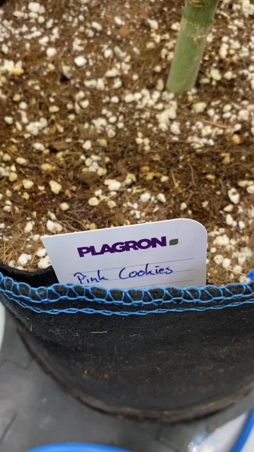 GrowDome Pink Cookies & Jungle Jimmy