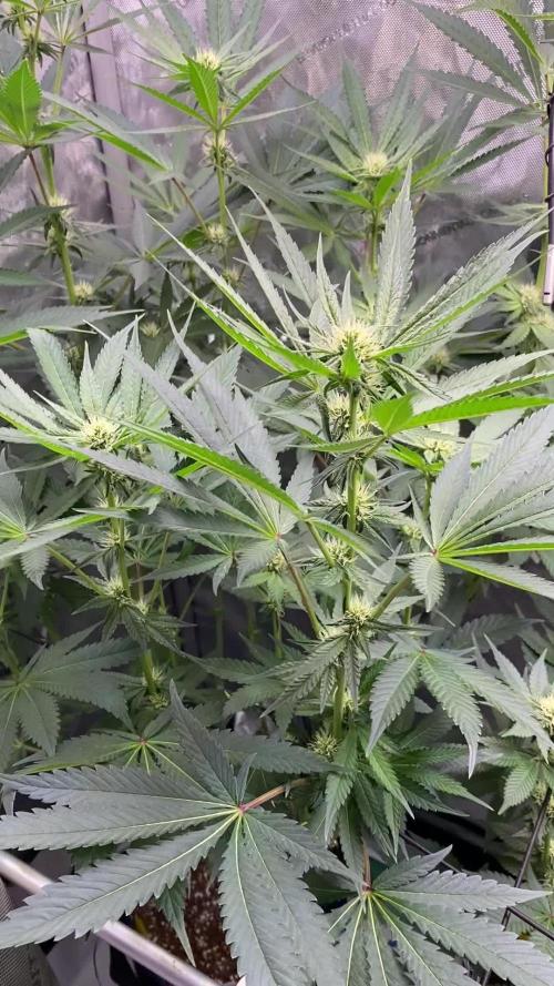 GrowDome Pink Cookies & Jungle Jimmy
