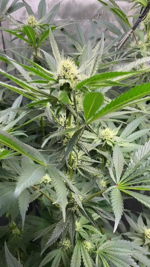 GrowDome Pink Cookies & Jungle Jimmy