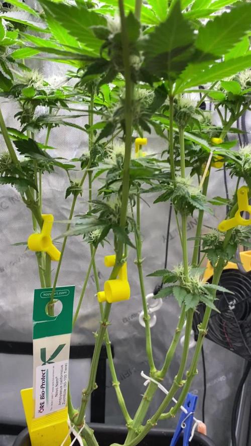 GrowDome Pink Cookies & Jungle Jimmy