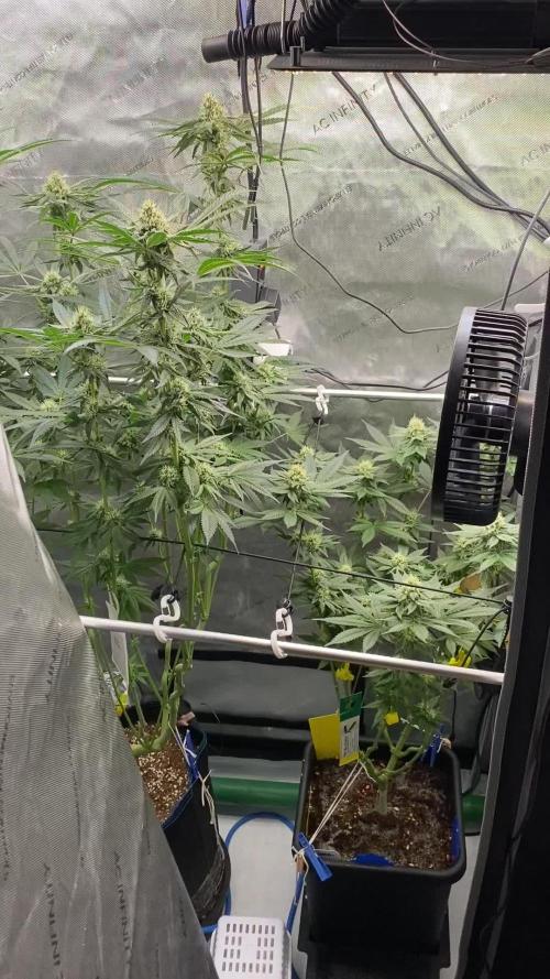 GrowDome Pink Cookies & Jungle Jimmy