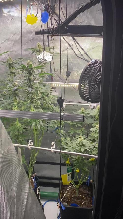 GrowDome Pink Cookies & Jungle Jimmy