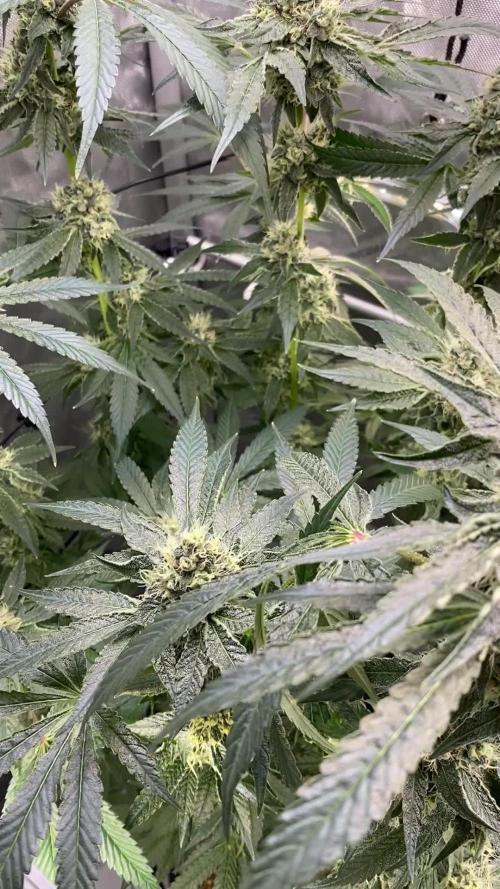 GrowDome Pink Cookies & Jungle Jimmy