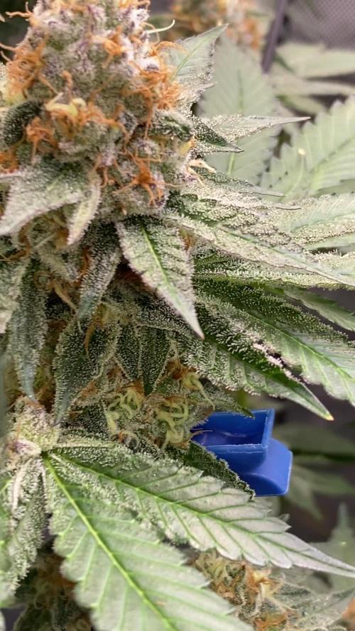 GrowDome Pink Cookies & Jungle Jimmy