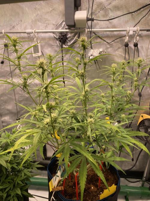 🍋🥧 Auto - Fast Buds. Week 7 - Day 46