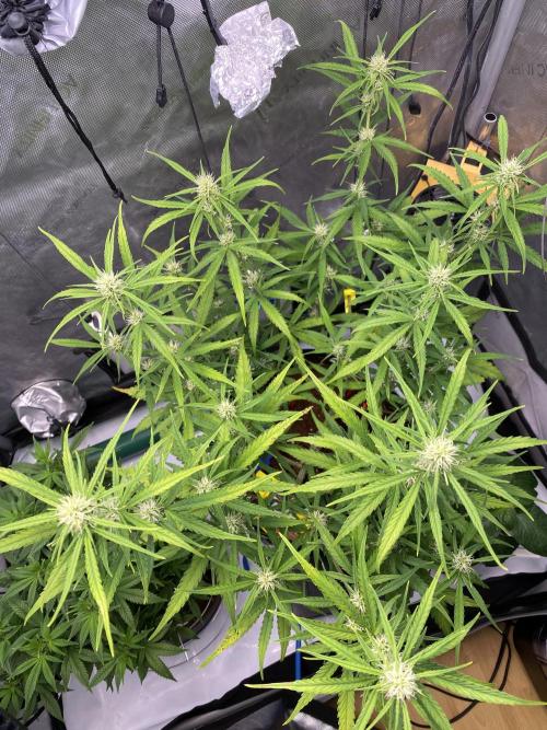 🍋🥧 Auto - Fast Buds. Week 7 - Day 46