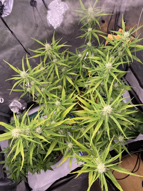 🍋🥧 Auto - Fast Buds. Week 7 - Day 47