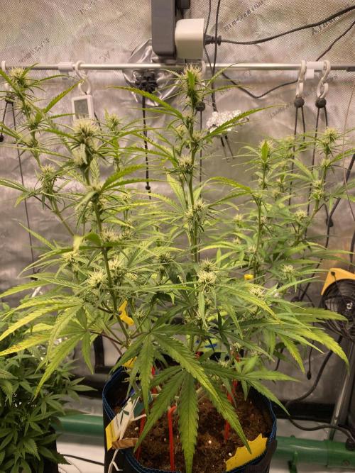 🍋🥧 Auto - Fast Buds. Week 7 - Day 47