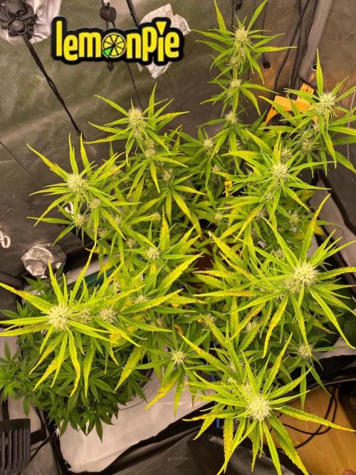 🍋🥧 Auto - Fast Buds. Week 7 - Day 48