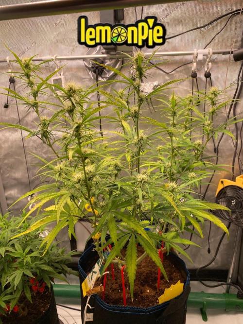 🍋🥧 Auto - Fast Buds. Week 7 - Day 48