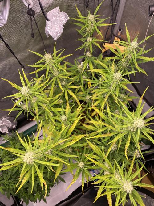 🍋🥧 Auto - Fast Buds. Week 7 - Day 49